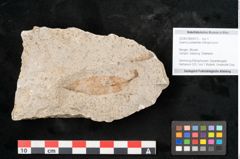Foto (Objekt + Etikett) von Quercus palaeoilex Ettingshausen (NHMW-GEO-2024-0188-6373)